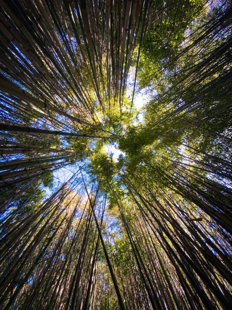 Looking up canopy of bamboo trees into shining sun